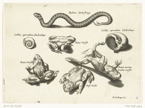Serpiente de agua, ranas y sapos
Libelivs varia Genera piscium complectens (título de la serie)
Peces de agua dulce, peces de mar, ranas, crustáceos y criaturas marinas (título de la serie) de Anonymous