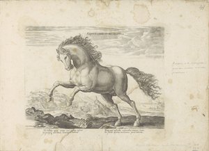 Pardo salvaje Horse Book e Incoposite (título sobre el objeto) Un caballo, en el que se encuentra el más noble de todos los tipos: un personaje distinguido de caballos de varias partes del mundo seleccionados (...) (título de la serie sobre el objeto) de Anonymous