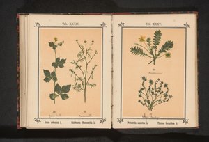 Trébol y tomillo menor
Potentilla anserina L. Thymus Serpyllum L. (título del objeto)