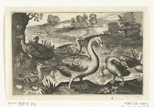 Cisnes y gansos y patos Pájaros e insectos (título de la serie) de Anonymous
