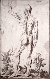 Estudio anatómico del sistema muscular humano de Anonymous Anonymous