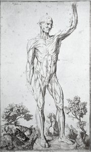 Estudio anatómico del sistema muscular humano (grabado)