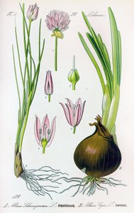 Lámina botánica: Allium schoenoprasum (cebollino) y allium cepa (cebolla). Lámina 29. Colección privada