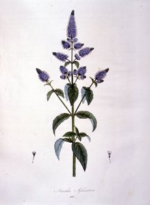 Lámina botánica: menta silvestre (mentha sylvestris). Grabado del siglo XIX de Anonymous Anonymous