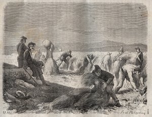 Fuerzas de cosecha en el bagne de Belle-Ile-en-Mer en el siglo XIX. Grabado en “Histoire des bagnes depuis leur création à nos jours” (1877) de Pierre Zaccone (1817-1895). Colección privada. de Anonymous Anonymous