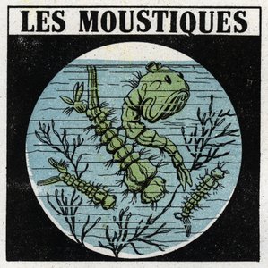 Proyección de luz: uso de una linterna de proyección para observar larvas de mosquitos. Ilustración anónima de 1925. Colección privada. de Anonymous Anonymous