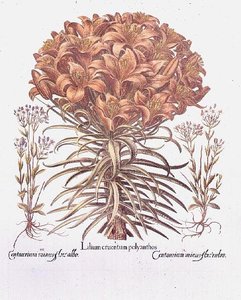 Lirio y Centaurea, Alemán