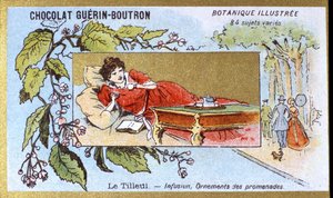 Tilo: infusión, adornos de paseos. Cromolitografía publicitaria para chocolates Guerin-Boutron, finales del siglo XIX. Serie Botánica Ilustrada.