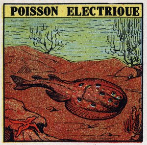Efectos fisiológicos de la electricidad: pez eléctrico. Ilustración anónima de 1925. Colección privada. de Anonymous Anonymous