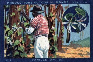 Producciones alrededor del mundo: Vainilla en las Indias Occidentales. Cromolitografía de 1933 en “Álbum Joseph-Milliat” de Anonymous Anonymous