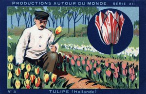 Producciones alrededor del mundo: tulipán en Holanda. Cromolitografía de 1933 en “Joseph-Milliat Album”