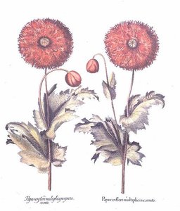 Amapolas Rojas, Alemán de Anonymous Anonymous