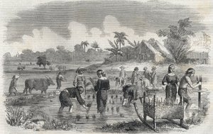 Cultivo de arroz en Manila en Filipinas en 1864. Grabado anónimo. Colección privada. de Anonymous Anonymous