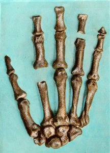 Mano derecha de un esqueleto de mujer del sitio prehistórico de Ferrassie en Dordoña, del período Paleolítico Medio. Grabado. Colección privada