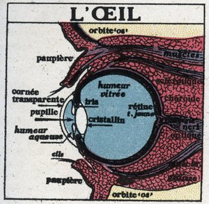 El ojo: sección transversal de un ojo humano. Ilustración anónima de 1925. Colección privada. de Anonymous Anonymous