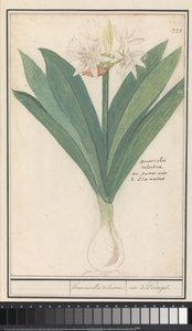 Amarilis (Hippeastrum)
hemerocallis Valentina. / iris de Portugal. (título en el objeto) de Anselmus Boëtius de Boodt