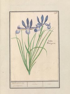 Lirio azul (Iris sibirica)
Fragante lis. portugesen. / irides. / iris. (título en el objeto) de Anselmus Boëtius de Boodt
