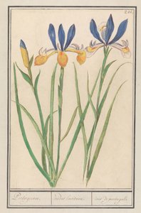Iris amarillo (Iris sibirica)
Portugués. / irides lusitanae. / iris de portugal. (título en el objeto) de Anselmus Boëtius de Boodt