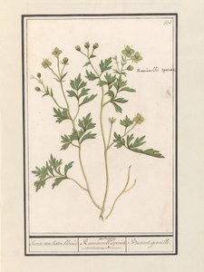 Ranúnculo (Ranunculus)
Especies de flor de mantequilla / Especies de Ranunculi palustris. / Bacinet genoille. (título en el objeto) de Anselmus Boëtius de Boodt