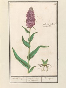 Orquídea de hoja ancha (Dactylorhiza majalis)
Standelruijd. / Satirion orchid vel Cinosorchis. / Du Satijrion. (título en el objeto) de Anselmus Boëtius de Boodt