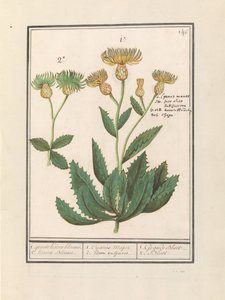 Centauri (Centaurea).
1. gran aciano. 2. Flujo de cuernos. / 1. Cijanus Major / 2. idem vulgaris. / 1. grande bluet. / 2. Bluet. (título en el objeto) de Anselmus Boëtius de Boodt