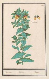 Cerinthe (Cerinthe major)
Cerinte. / Cerinte. / Cerinte. (título en el objeto) de Anselmus Boëtius de Boodt
