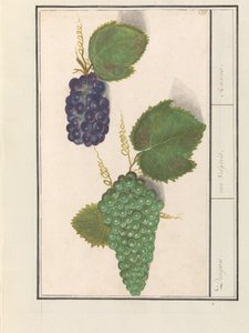 Uva (Vitis vinifera)
Uva. / uva Vulgaris. / Pasas (título en el objeto)