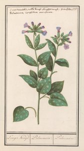 Pulmonaria (Pulmonaria officinalis)
Lungwort. / Pulmonaria. / Pulmonaire (título en el objeto). de Anselmus Boëtius de Boodt