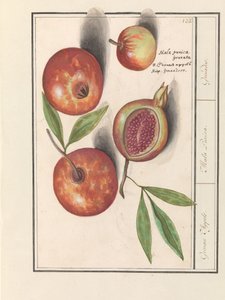 Granada (Punica granatum)
Manzanas Grenaert. / Mala Punica. / Granadas. (título en el objeto) de Anselmus Boëtius de Boodt
