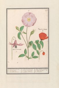 Peral (Erythronium), rosa silvestre (Rosa) y una amapola (Papaver)
1. Sólo la rosa de Bosch. 2. puesto para perros. 3. Kankel Bloeme. / 1. Rosa Silvestris. 2. Dens Canisus 3. Amapola Rheas. / 1. Rose de bois gratte cul 2. Dent de Chien. 3. Pavot. (título  de Anselmus Boëtius de Boodt