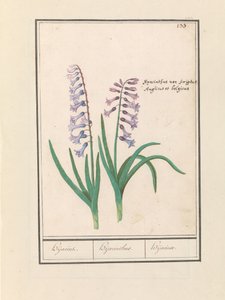 Hijacinto (Hyacinthus orientalis)
Hijacint. / Hijacinthus. / Hijacinte. (título del objeto) de Anselmus Boëtius de Boodt