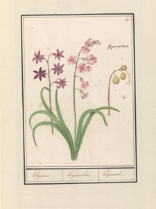 Hijacinto (Hyacinthus orientalis)
Hijacint. / Hijacinthus. / Hyacinthe. (título del objeto) de Anselmus Boëtius de Boodt