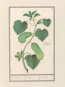 Komkommer (Cucumis sativus)
Concomedor. / Cucumer. / Cornichon. (título del objeto) de Anselmus Boëtius de Boodt