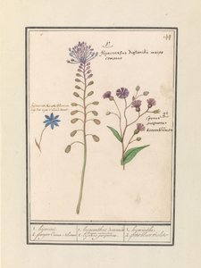 Jacinto crestado (Muscari comosum) y aciano (Centaurie)
1. jacinto. 2. aciano morado / 1. hyacinthus dioscoridis. Mayor comosus. 2. cajanus purpereus. / 1. jacinto 2. petit bluet violet (título en el objeto) de Anselmus Boëtius de Boodt