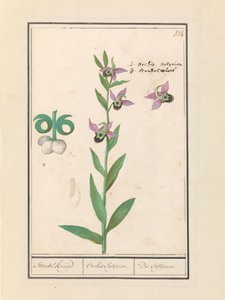 Orquídea abejorro risueño (Ophrys bombyliflora) y anemonen (anémona) | Orquídea abejorro risueño (Ophrys bombyliflora)
Orquídea abejorro risueño (Ophrys bombyliflora)