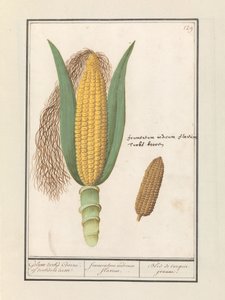 Mais (Zea mays)
Geluwe turks Coorne. of turksche terwe / frumentum indicum flavum. / Bled de turquie jeaune (título en el objeto) de Anselmus Boëtius de Boodt