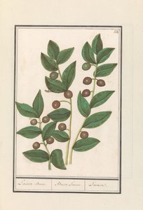 Oliva (Olea europaea)
Árbol de laurel. / Bacca Laurus. / Laurel (título en el objeto) de Anselmus Boëtius de Boodt