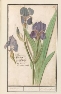 Lirio morado (Iris germanica)
Apestoso lis. / iris. / Glaijeul puant. flambe. (título en el objeto) de Anselmus Boëtius de Boodt