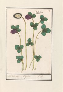 Trébol de vara (Trifolium pratense)
Clover Claevers. / Trifolium. / Trefle (título en el objeto) de Anselmus Boëtius de Boodt