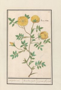 Roos (Rosa)
enkel geluwe roose / Rosa lutea simplex / rose jeaune à fleur simple (título en el objeto) de Anselmus Boëtius de Boodt