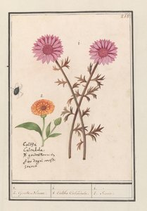 Flor rosa (desconocida) y caléndula (Calendula officinalis)
1. 2. Flor de Oro. / 1. 2. Caltha calendula. / 1. 2. Soucie (título en el objeto).