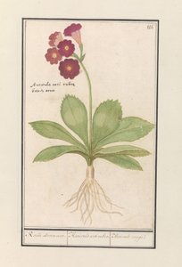 Caléndula (Primula)
Oore de oso rojo. / Auricula ursi rubra. / Auricule rouge (título en el objeto)