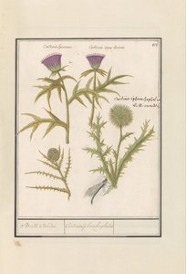 Cardo (Carduus) y Alcachofa (Cynara cardunculus)
Cardo (Carduus) y artisjok (Cynara cardunculus)
Bolle Caerden / Cardius Spheroche-phalus (título en el objeto)