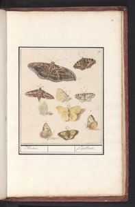 Mariposas y polillas
Polillas. / Papillons (título en el objeto) de Anselmus Boëtius de Boodt