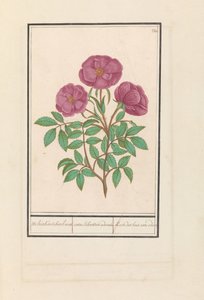 Rosa silvestre (Rosa)
Rosa bosch fragante / rosa silverstris adorata. / Rose des bois avec odeur (título en el objeto) de Anselmus Boëtius de Boodt