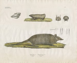  de Anstalt Arnz & Co.