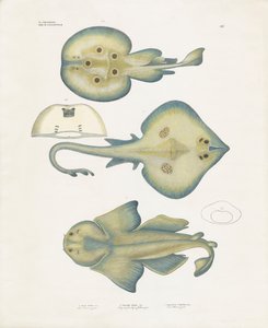  de Anstalt Arnz & Co.