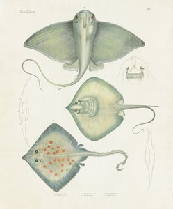  de Anstalt Arnz & Co.