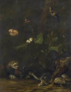Animales y plantas