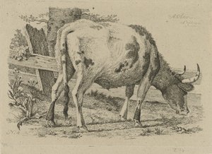 Vaca pastando junto a una valla Estudios de vacas, ovejas y cabras (título de la serie)